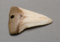 Tlingit%20artist%2C%20%3Cb%3E%3Ci%3E%20Earrings%3C%2Fi%3E%3C%2Fb%3E%2C%20ca.%201900%2C%20shark%20tooth%2C%20Museum%20Purchase%3A%20Indian%20Collection%20Subscription%20Fund%2C%20Rasmussen%20Collection%20of%20Northwest%20Coast%20Indian%20Art%2C%20no%20known%20copyright%20restrictions%2C%2048.3.765A%2CB